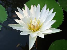 ฝันเห็นดอกบัวสีขาวกลางสระ หรือฝันว่าได้เด็ดดอกบัวสีขาว